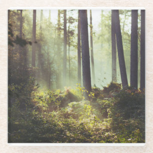 Flecken des Unterholzes im Wald Glasuntersetzer