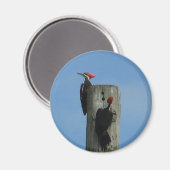 Fleckenmagnet Magnet (Vorderseite/Rückseite)