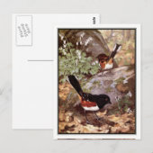 Fleckenwaldsänger - Robert Bruce Horsfall Postkarte (Vorne/Hinten)