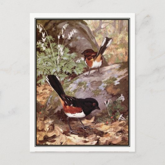 Fleckenwaldsänger - Robert Bruce Horsfall Postkarte (Vorderseite)
