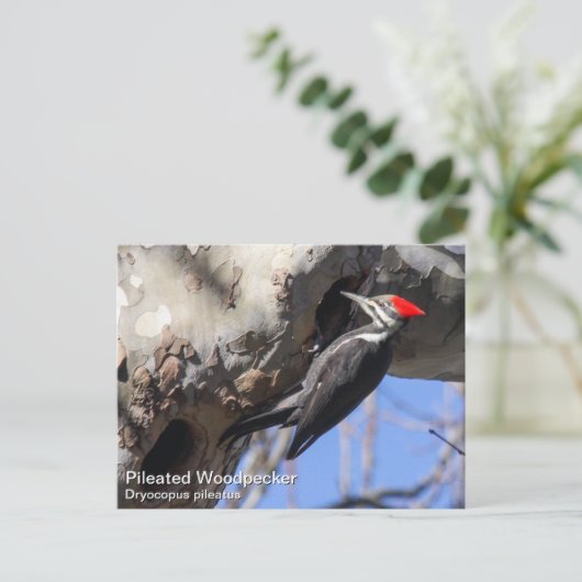 Flecker Postkarte (Stehend Vorderseite)