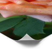 Fleckige PfirsichRose im Blut Poster (Ecke)