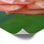 Fleckige PfirsichRose im Blutspiegel Abstrakt Poster (Ecke)