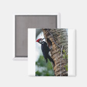 Fleckspecht Magnet (Vorderseite/Rückseite)