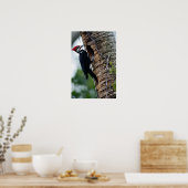 Fleckspecht Poster (Küche)