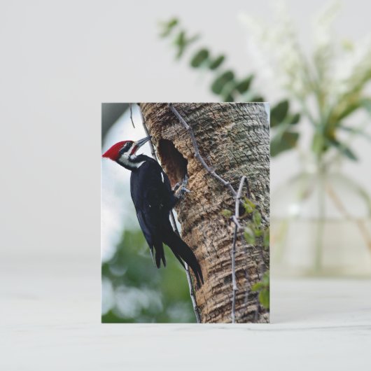 Fleckspecht Postkarte (Stehend Vorderseite)