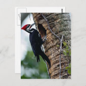 Fleckspecht Postkarte (Vorne/Hinten)