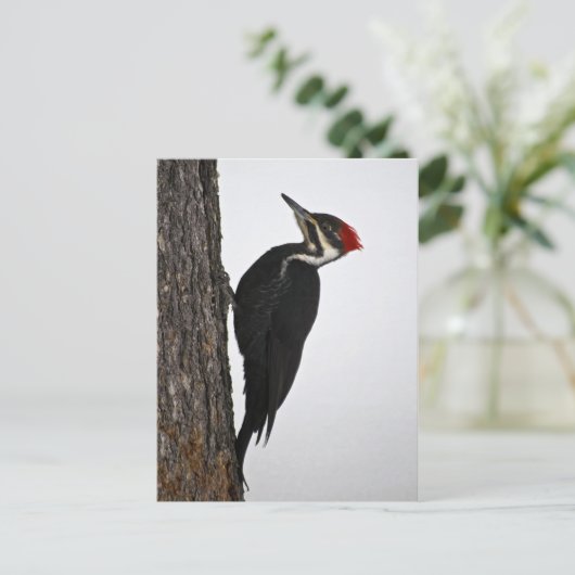 Fleckspecht Postkarte (Stehend Vorderseite)