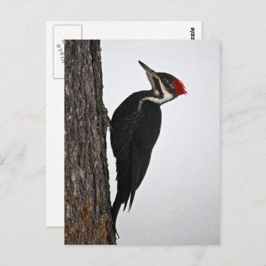 Fleckspecht Postkarte (Vorne/Hinten)