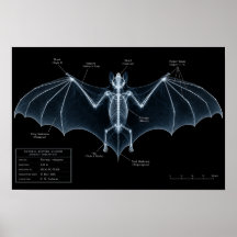Fledermaus-Skelett-Röntgen-Museumspräparat