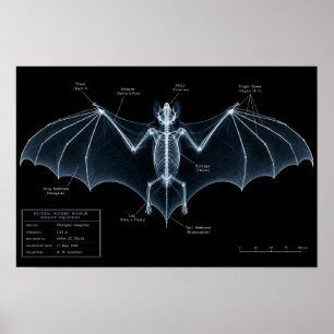 Fledermaus-Skelett-Röntgen-Museumspräparat Poster
