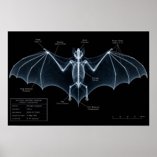 Fledermaus-Skelett-Röntgen-Museumspräparat Poster (Vorne)