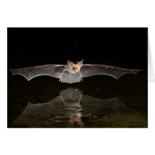 Fledermaus trinkt im Flug, Arizona