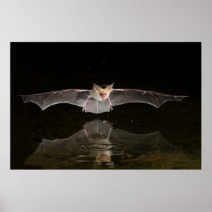 Fledermaus trinkt im Flug, Arizona Poster