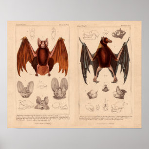Fledermausdruck Fruchtfledermaus und Langohrfleder Poster