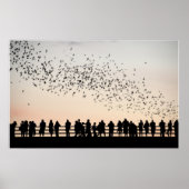 Fledermäuse aus Austin - Austin, Texas Poster (Vorne)