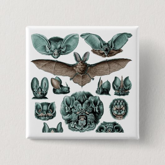 Fledermäuse Chiroptera Plate 67 Button (Vorderseite)