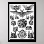 Fledermäuse! Poster (Vorne)