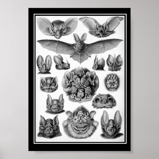 Fledermäuse! Poster (Vorne)