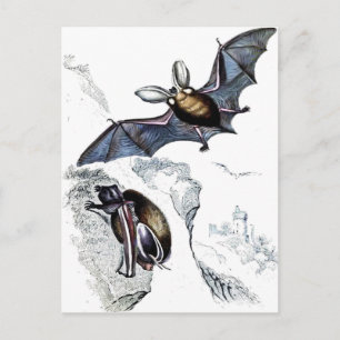Fledermäuse Postkarte