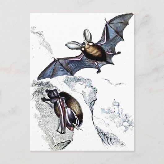 Fledermäuse Postkarte (Vorderseite)