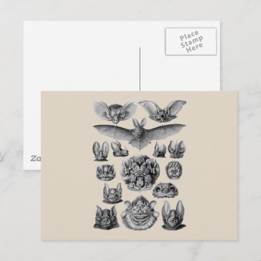 Fledermäuse Postkarte (Vorne/Hinten)