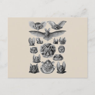 Fledermäuse Postkarte