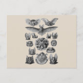 Fledermäuse Postkarte (Vorderseite)