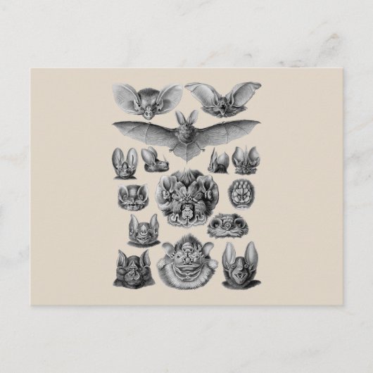 Fledermäuse Postkarte (Vorderseite)