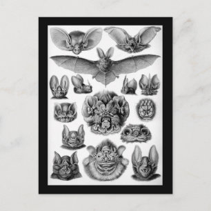 Fledermäuse! Postkarte