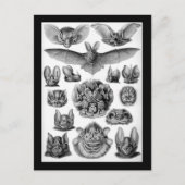 Fledermäuse! Postkarte (Vorderseite)