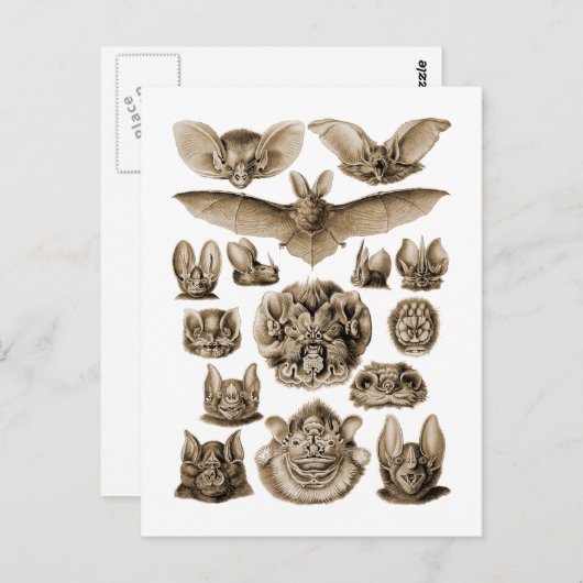 Fledermäuse Postkarte (Vorne/Hinten)