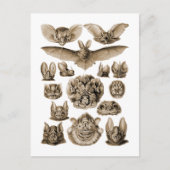 Fledermäuse Postkarte (Vorderseite)