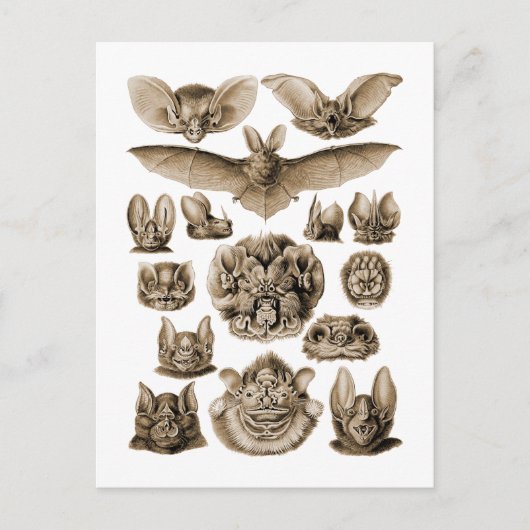 Fledermäuse Postkarte (Vorderseite)