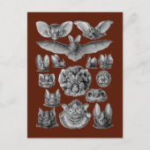 Fledermäuse Postkarte (Vorderseite)