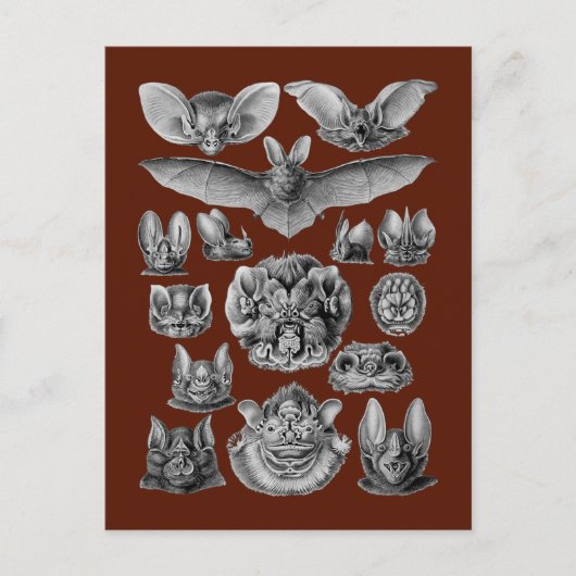 Fledermäuse Postkarte (Vorderseite)