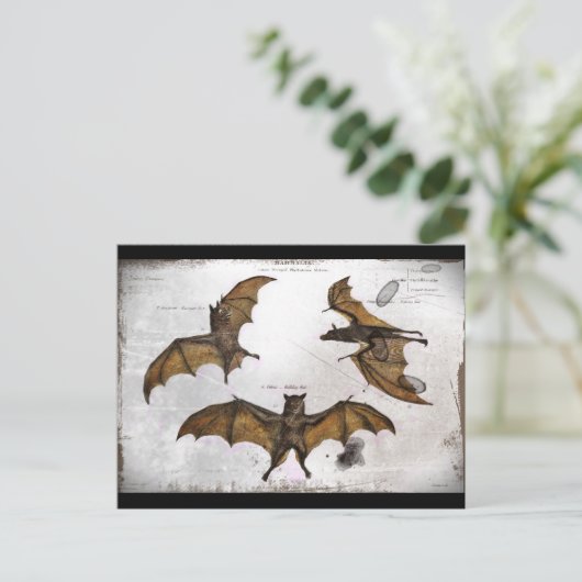 Fledermäuse und Bildungsplatten Postkarte (Stehend Vorderseite)