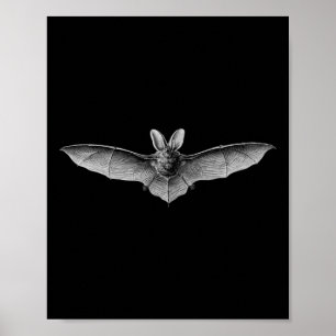 Fledermäuse Wissenschaftliche Illustration Zeichne Poster