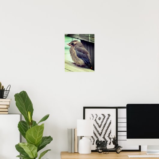 Fledgling Baby Cedar Waxwing Bird Poster (Heimbüro)