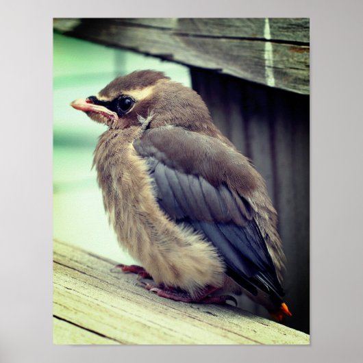 Fledgling Baby Cedar Waxwing Bird Poster (Vorne)