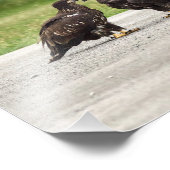 Fledgling Bald Eagles Fotodruck (Ecke)
