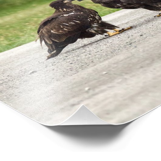 Fledgling Bald Eagles Fotodruck (Ecke)