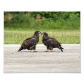 Fledgling Bald Eagles Fotodruck (Vorne)