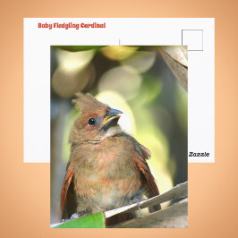 Fledgling Cardinal Cute Baby Bird Wildlife Photo Postkarte