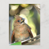 Fledgling Cardinal Cute Baby Bird Wildlife Photo Postkarte (Vorderseite)