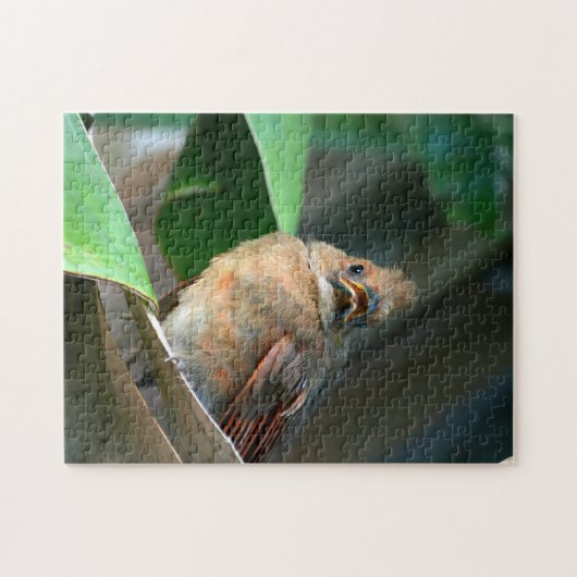 Fledgling Kardinal Fotografisch Puzzle (Horizontal)