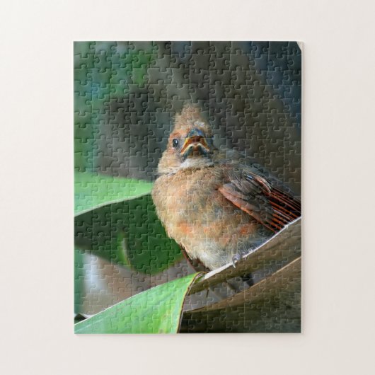 Fledgling Kardinal Fotografisch Puzzle (Vertikal)