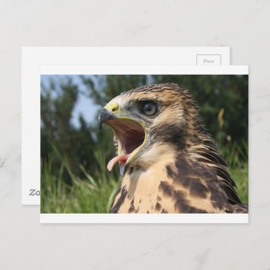 Fledgling Red Tail Hawk Postkarte (Vorne/Hinten)