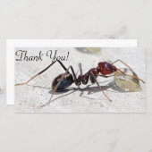 Fleisch-Esser-Ameise, die auf Honig füttert Dankeskarte (Vorne/Hinten)