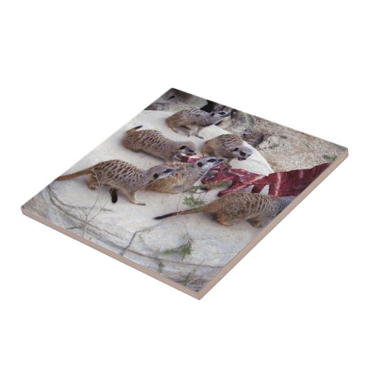 Fleisch fressende Fleischkatzen mit Teebechern, Fliese (Seite)